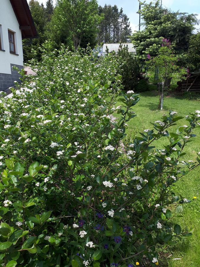 Ferienwohnung Aronia Garten Oberwiesenthal Exterior photo